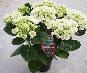 Гортензия крупнолистная (Hydrangea macrophylla Hovaria Holibel) C2