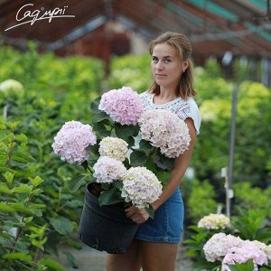 Гортензия крупнолистная (Hydrangea macrophylla Hovaria Hopaline) C2