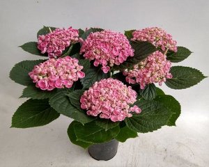 Гортензия крупнолистная (Hydrangea macrophylla Hovaria Hopcorn mix) C2