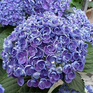 Гортензия крупнолистная (Hydrangea macrophylla Hovaria Hopcorn mix) C2