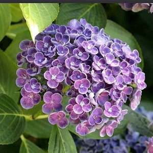 Гортензия крупнолистная (Hydrangea macrophylla Hovaria Hopcorn mix) C2