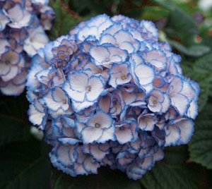 Гортензия крупнолистная (Hydrangea macrophylla Hovaria Mirai) C2