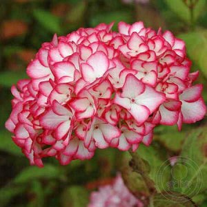 Гортензия крупнолистная (Hydrangea macrophylla Hovaria Mirai) C2