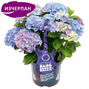 Гортензия крупнолистная (Hydrangea macrophylla Music Collection Blue Boogiewoogie) C2