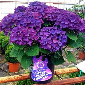 Гортензия крупнолистная (Hydrangea macrophylla Music Collection Deep Purple Dance) C2