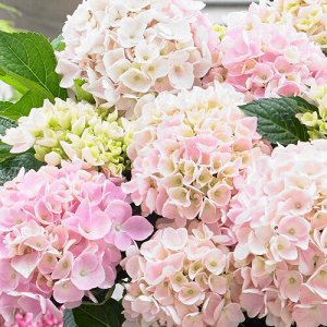 Гортензия крупнолистная (Hydrangea macrophylla Music Collection Soft Pink Salsa) C2