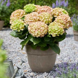 Гортензия крупнолистная (Hydrangea macrophylla Rembrandt Bella Pesche) P14