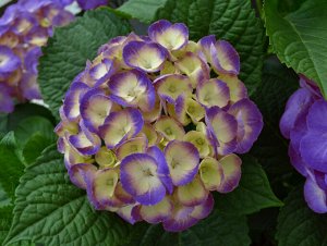 Гортензия крупнолистная (Hydrangea macrophylla Rembrandt Dolce Chic Blue) P14