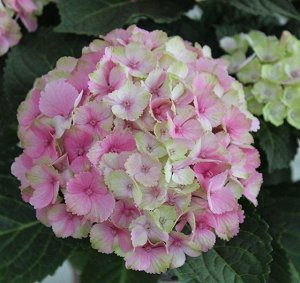 Гортензия крупнолистная (Hydrangea macrophylla Rembrandt Dolce Van Rijn) P14