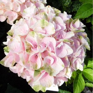 Гортензия крупнолистная (Hydrangea macrophylla Rembrandt Elegant Rosa) P14