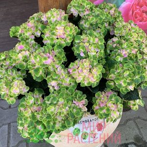 Гортензия крупнолистная (Hydrangea macrophylla Rembrandt Vibrant Verde) P14
