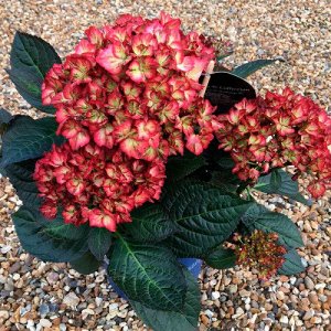 Гортензия крупнолистная (Hydrangea macrophylla Royalty Beauty of Boskoop) C2