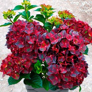 Гортензия крупнолистная (Hydrangea macrophylla Royalty Black Knight) C2   HIT!