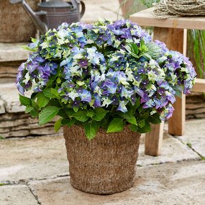 Гортензия крупнолистная (Hydrangea macrophylla Royalty Collection Lady Mata Hari Blue) C2