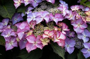 Гортензия крупнолистная (Hydrangea macrophylla Royalty Collection Tiffany Purple) C2