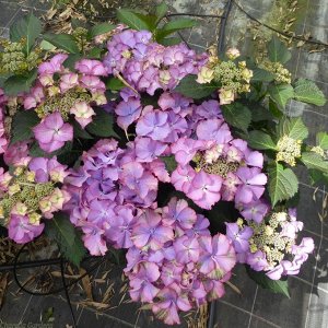 Гортензия крупнолистная (Hydrangea macrophylla Royalty Collection Tiffany Purple) C2