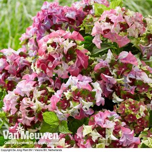 Гортензия крупнолистная (Hydrangea macrophylla Royalty Lady Mata Hari pink) C2