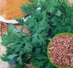 Пряность Кориандр Бородинский ХИТ 2гр Гавриш/ЦВ