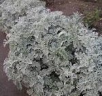 Цинерария Приморская Белеющая 0,1гр СА/ЦВ
