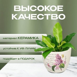 Кашпо керамика, 0.2 л, 8х6.5х6.5 см, в ассортименте, Цветы малый, Y3-1294/318492
