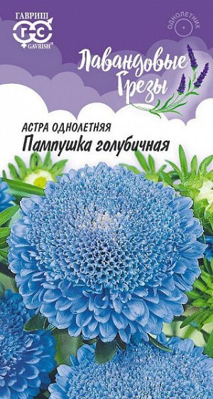 Астра Пампушка Голубичная