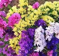 Статица Мерцание 0,2гр Седек/ЦВ