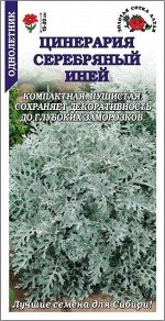Цветы Цинерария Серебряный Иней ЦВ/П (СОТКА) 0,05гр однолетник 15-20см