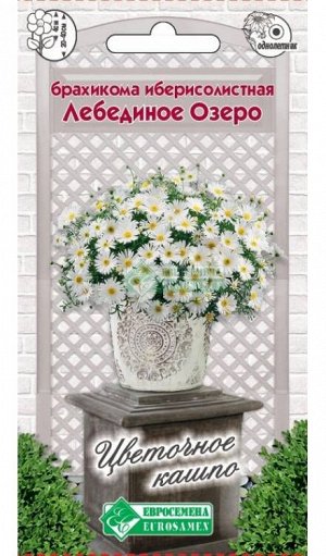 Цветы Брахикома Лебединое озеро ЦВ/П (ЕС) 0,1гр однолетник 20-30см