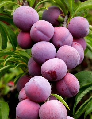 Слива Маньчжурская красавица