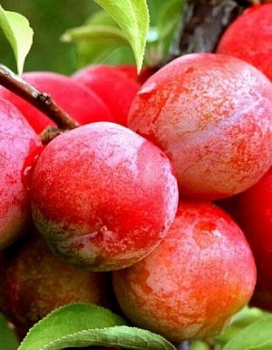 Слива Алтайская юбилейная