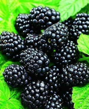 Ежевика замороженная
