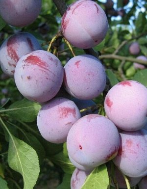 Слива Заречная ранняя