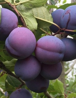 Слива Кромань (Prunus domestica)