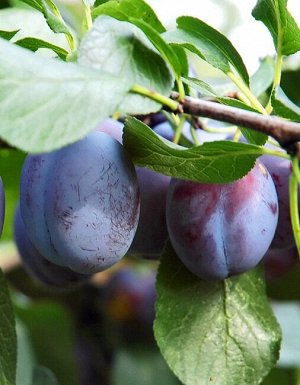 Слива Этюд (Prunus domestica)