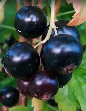 Смородина черная Бинар
