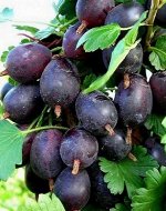 Крыжовник Командор