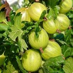 Крыжовник