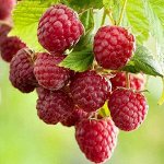 Саженцы Ягодных и Плодовых! Закрытая корневая система