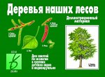 В-Д.&quot;Деревья наших лесов&quot; Д-284 /28