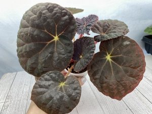 Бегония Xantina Hook var Lazuli   (Природник) с иридизацией