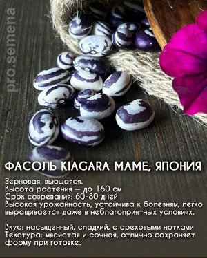 Фасоль Kiagara Mame, Япония