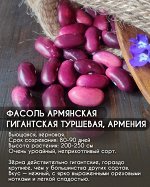 Фасоль Армянская гигантская туршевая, Армения