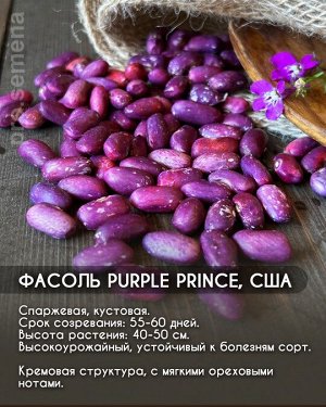 Фасоль Purple Prince, США
