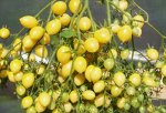 Томат Бенигара