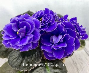 Фиалка SV-Классическся Элегантность, новинка!