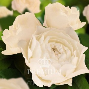 Маршмеллоу Обильно цветущий сорт кустовой розы с довольно крупными, до 8 см в диаметре, белыми цветками. Бокал низкий, лепестки имеют волнистый край. На побеге одновременно расцветает до 8 роз. Цветки