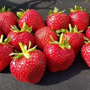 Земляника Кабрилло (рем)