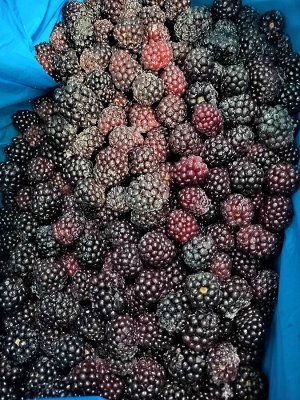 Ежевика замороженная