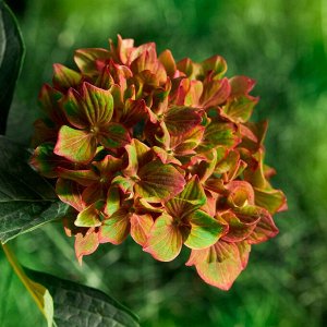 Гортензия крупнолистная (Hydrangea macrophylla Rembrandt Vibrant Verde) P14