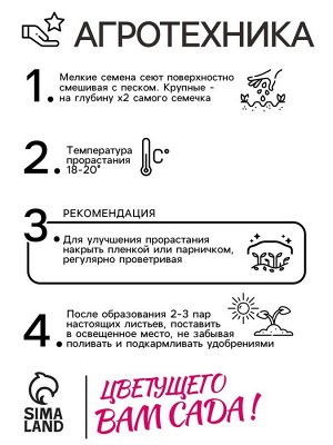 Семена цветов Пампасная трава "Белый шлейф", 0,1 гр